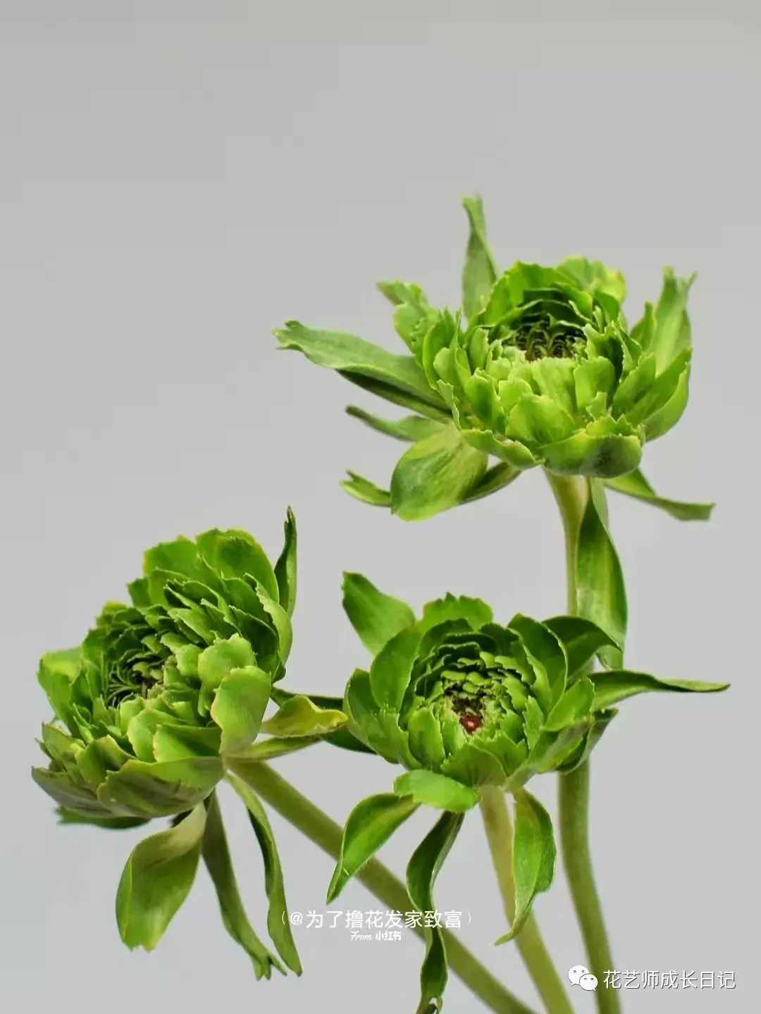 每日一花青蛙洋牡丹又丑又可爱vol26