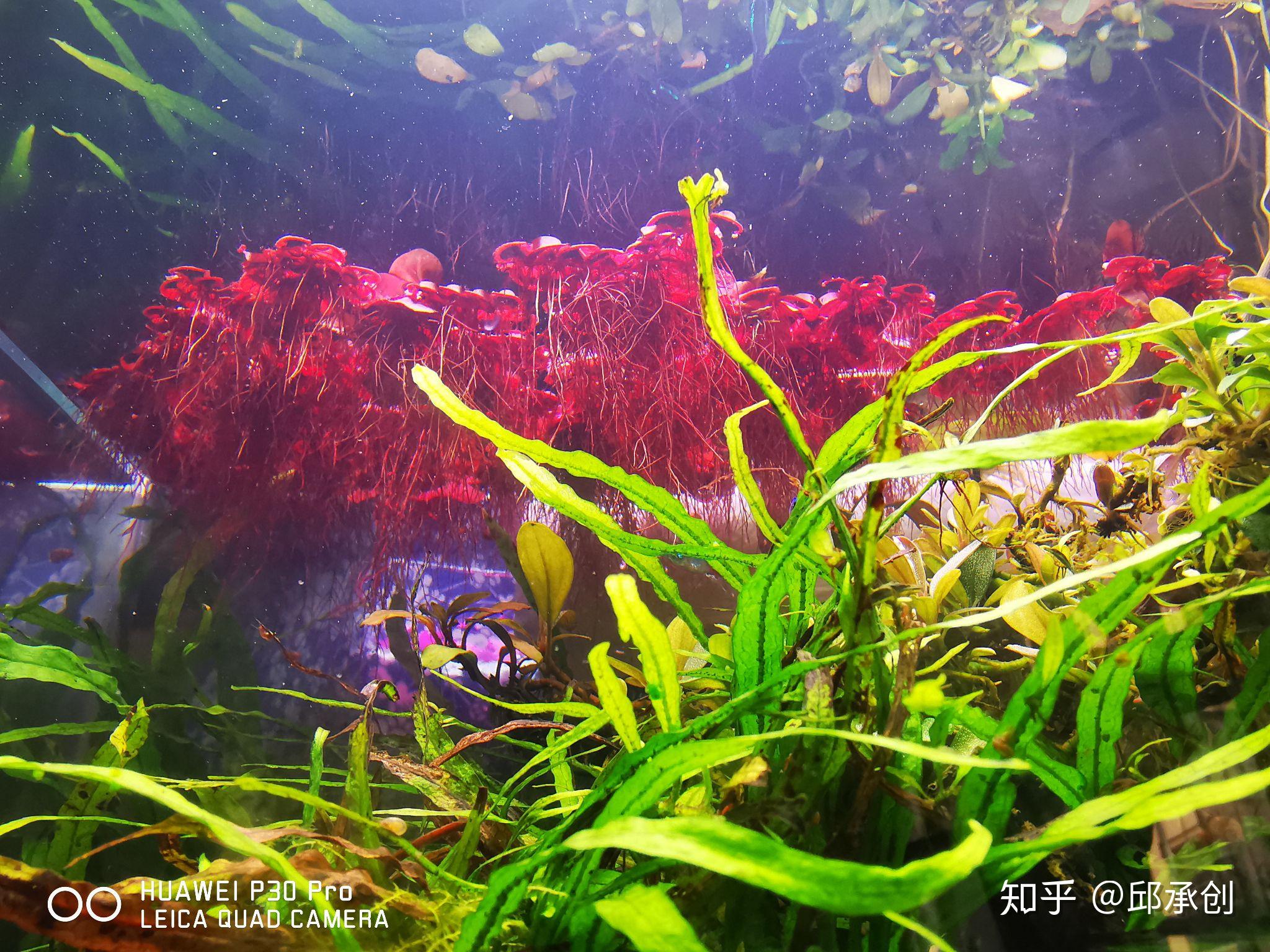 鱼缸水草种类图片大全 搜狗图片搜索