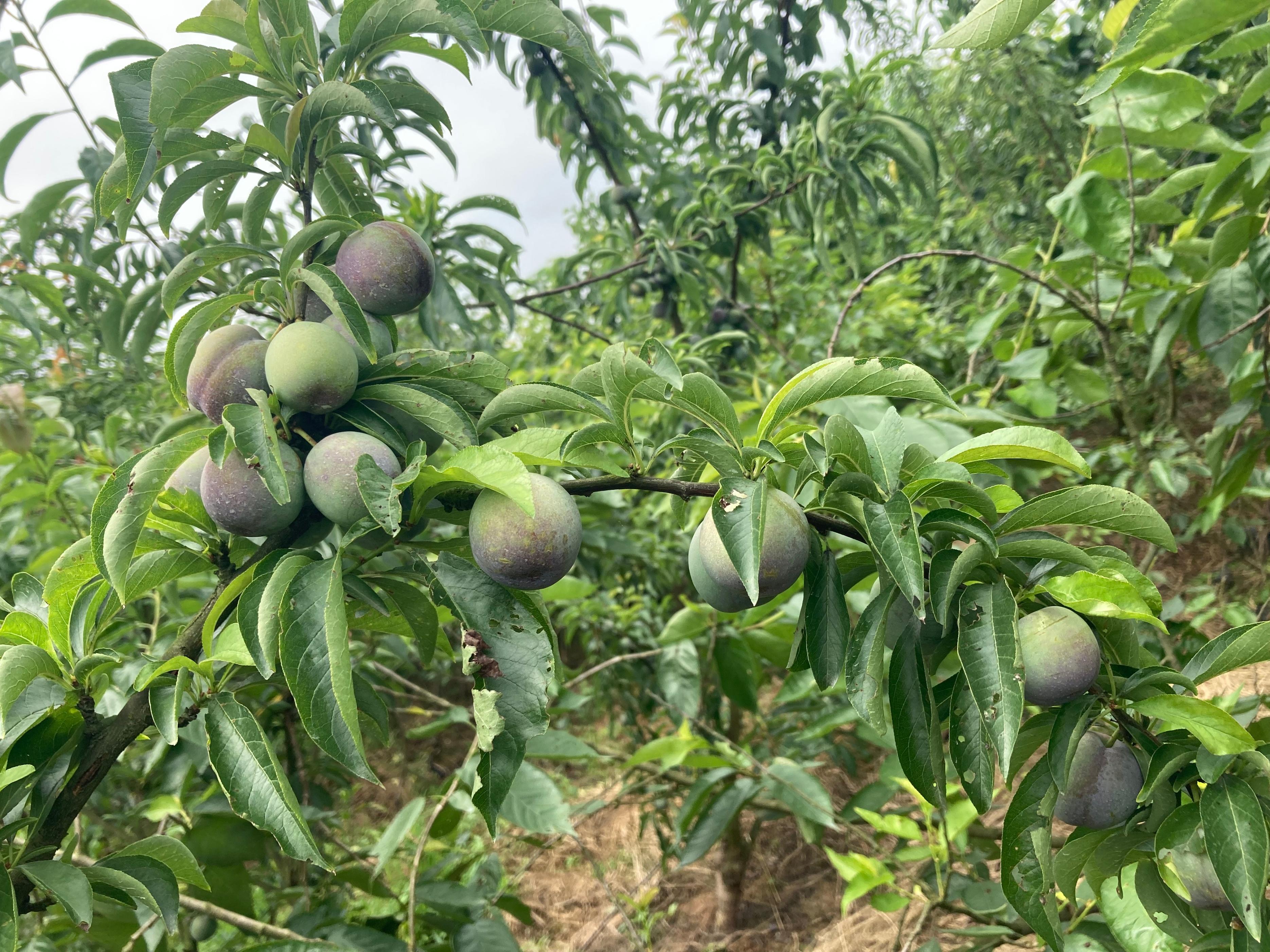 这1个小配方很厉害李子苗开花前后喷23次保花保果