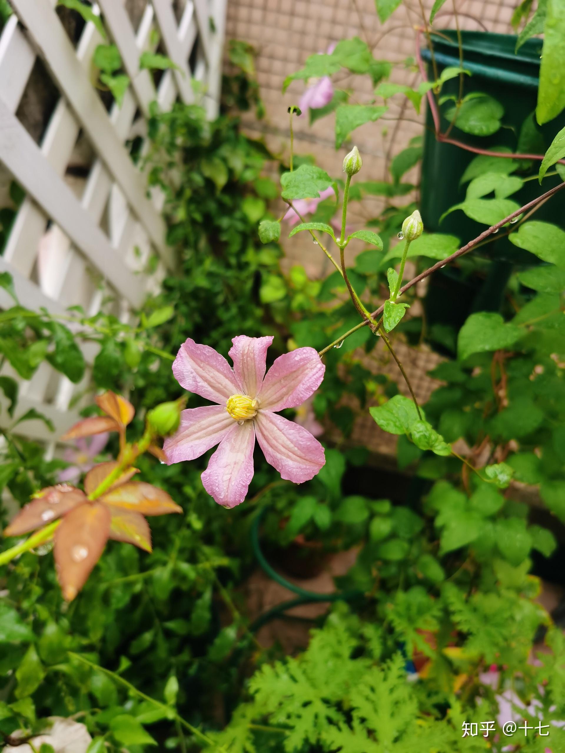 莳花弄草之铁线莲