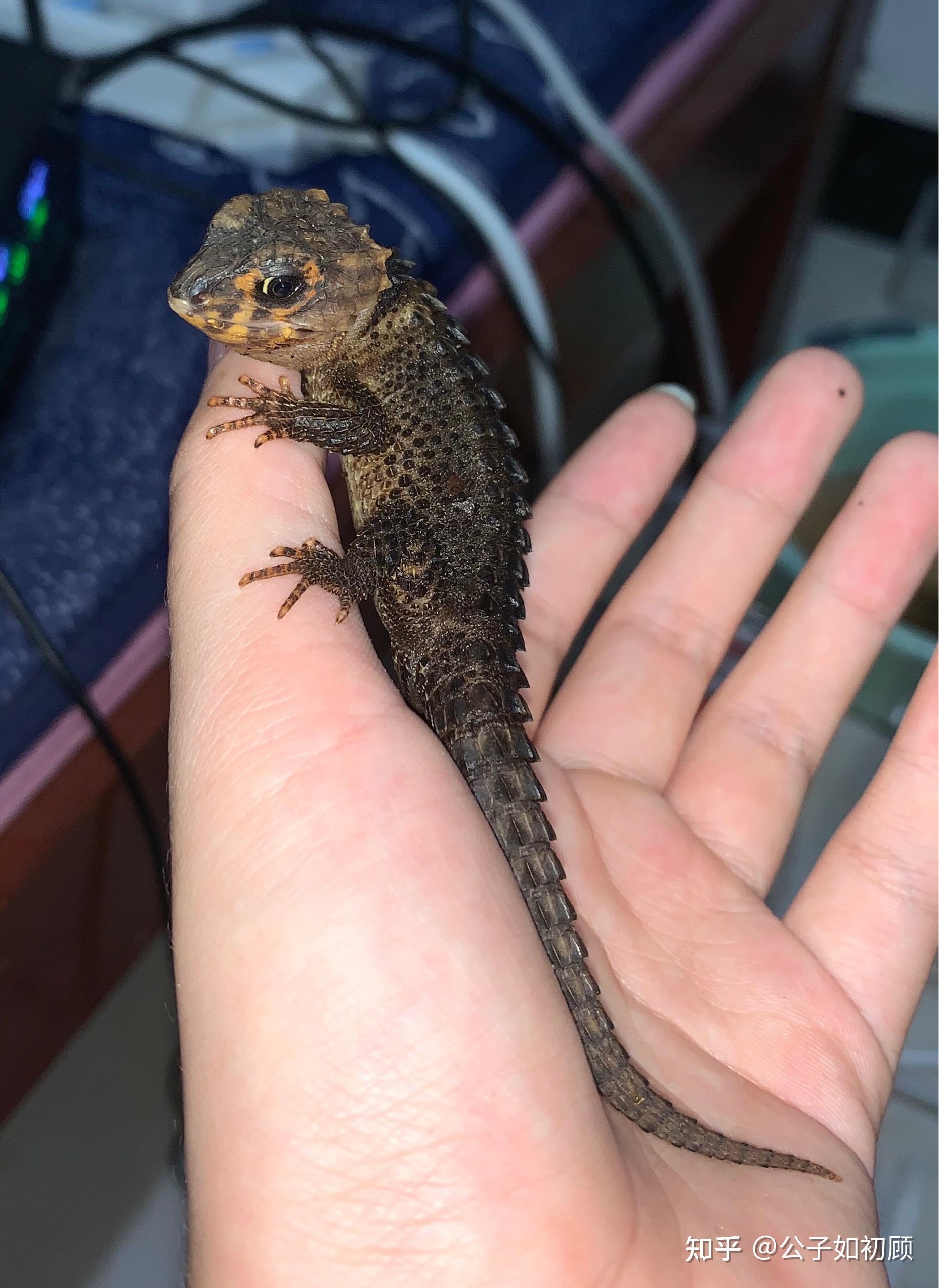 养红眼鹰蜥是一种怎样的体验? - 知乎