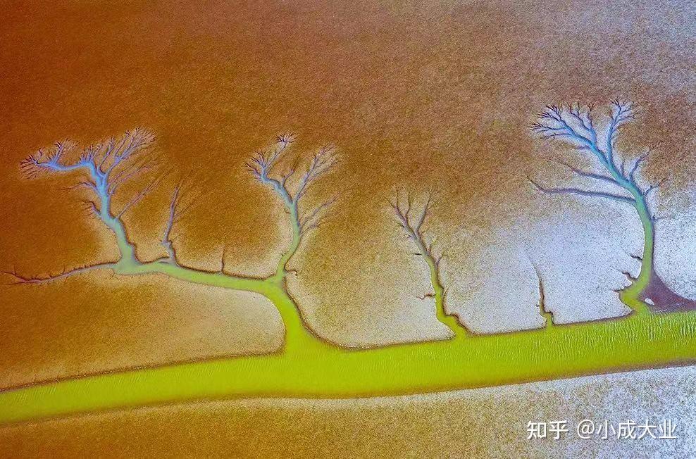 「潮汐树」是怎么形成的?它有什么价值? - 知乎
