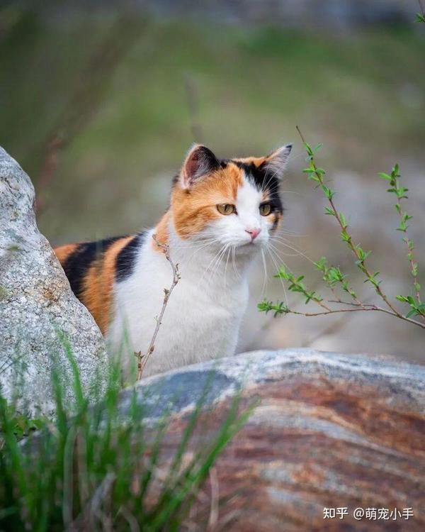 建议你养“三花猫”是有原因的,养了就不想换猫! - 知乎