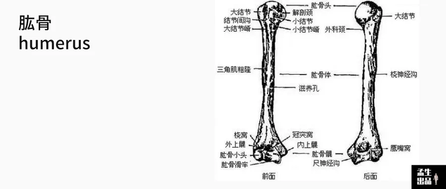 我们在后面的文章大家单独讲解,现在我们需要了解的是肱骨本身的结构