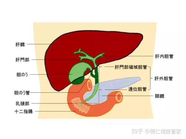 专属名医 东京三田医院院长来了 开讲胆囊炎 二 宫崎胜 知乎