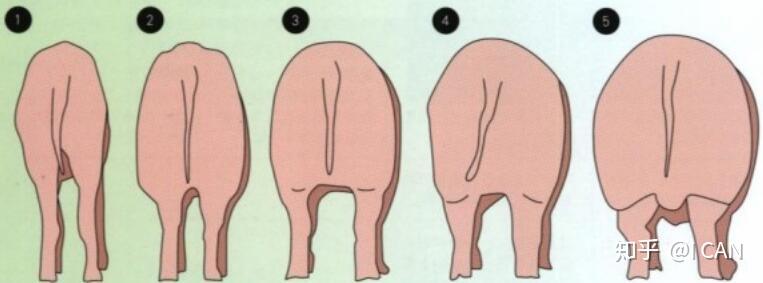 猪的信号第四弹准备妊娠配种