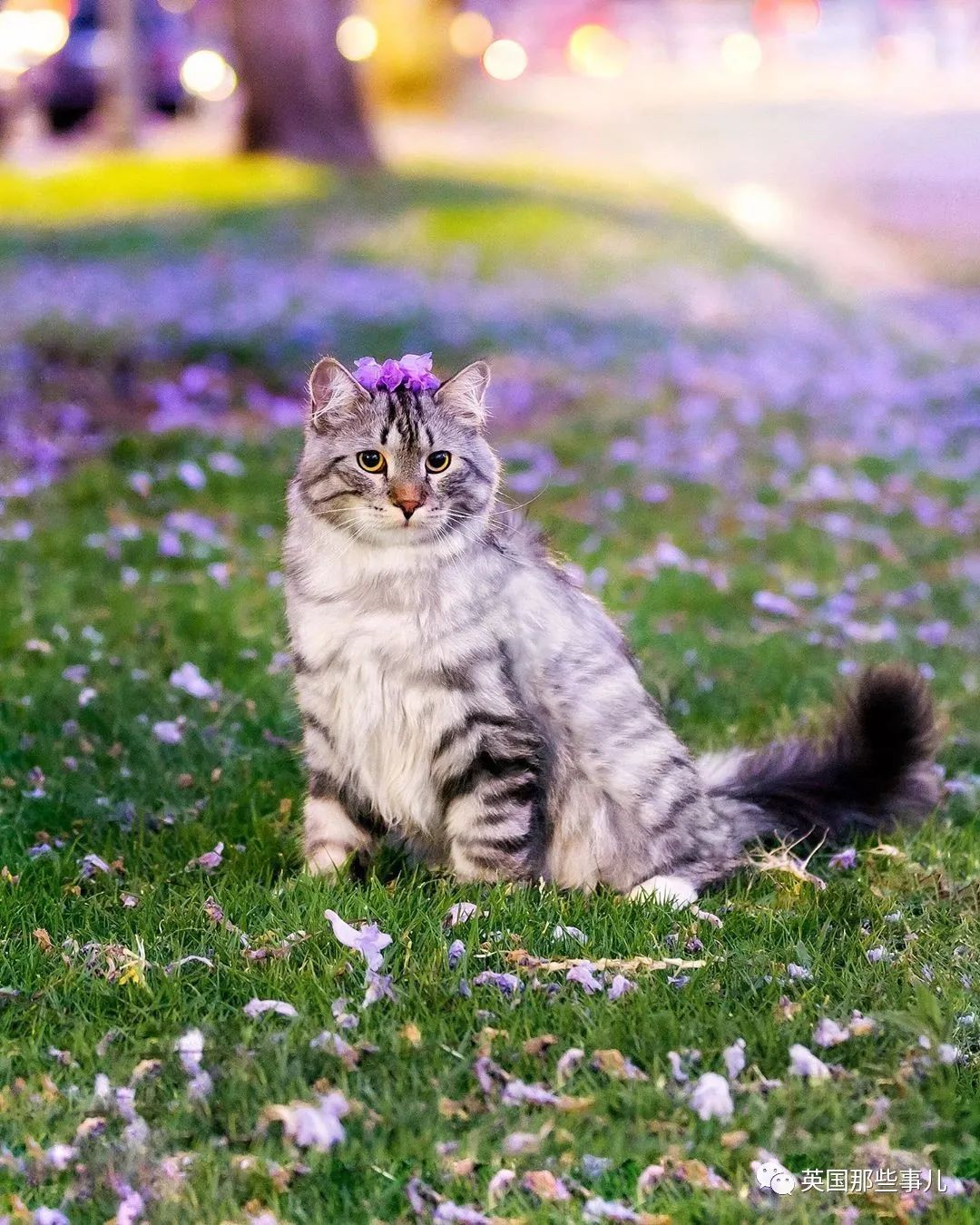 尾巴像松鼠的猫图片