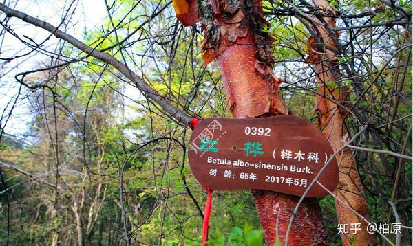 红桦的大树干皮特征