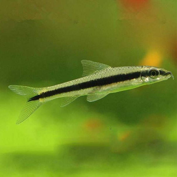 盘点几种颜值较高的清洁鱼你家鱼缸养过吗