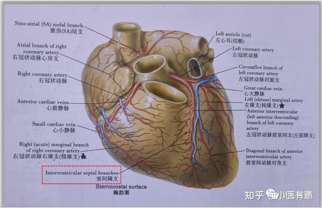 心脏的前降支图片图片