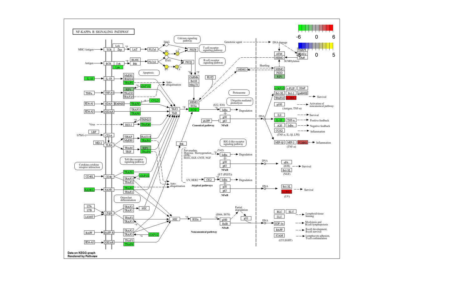 使用pathview在线渲染KEGG Pathway Map，给感兴趣的基因、化合物添加颜色 - 知乎