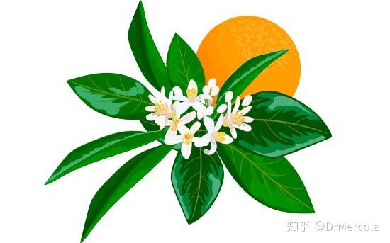 橙花精油 芳香伊人的柑橘油 知乎