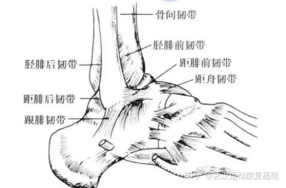 脚脖子结构图图片