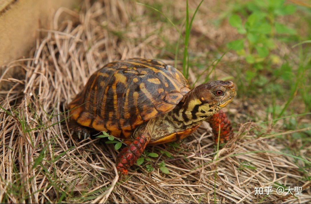 锦箱龟是一种偏陆的半水龟类,主要生活于陆地,草地