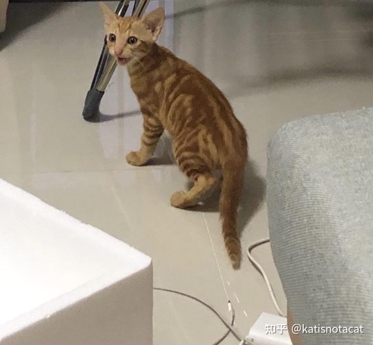 为什么美短红虎斑(加白)那么冷门?