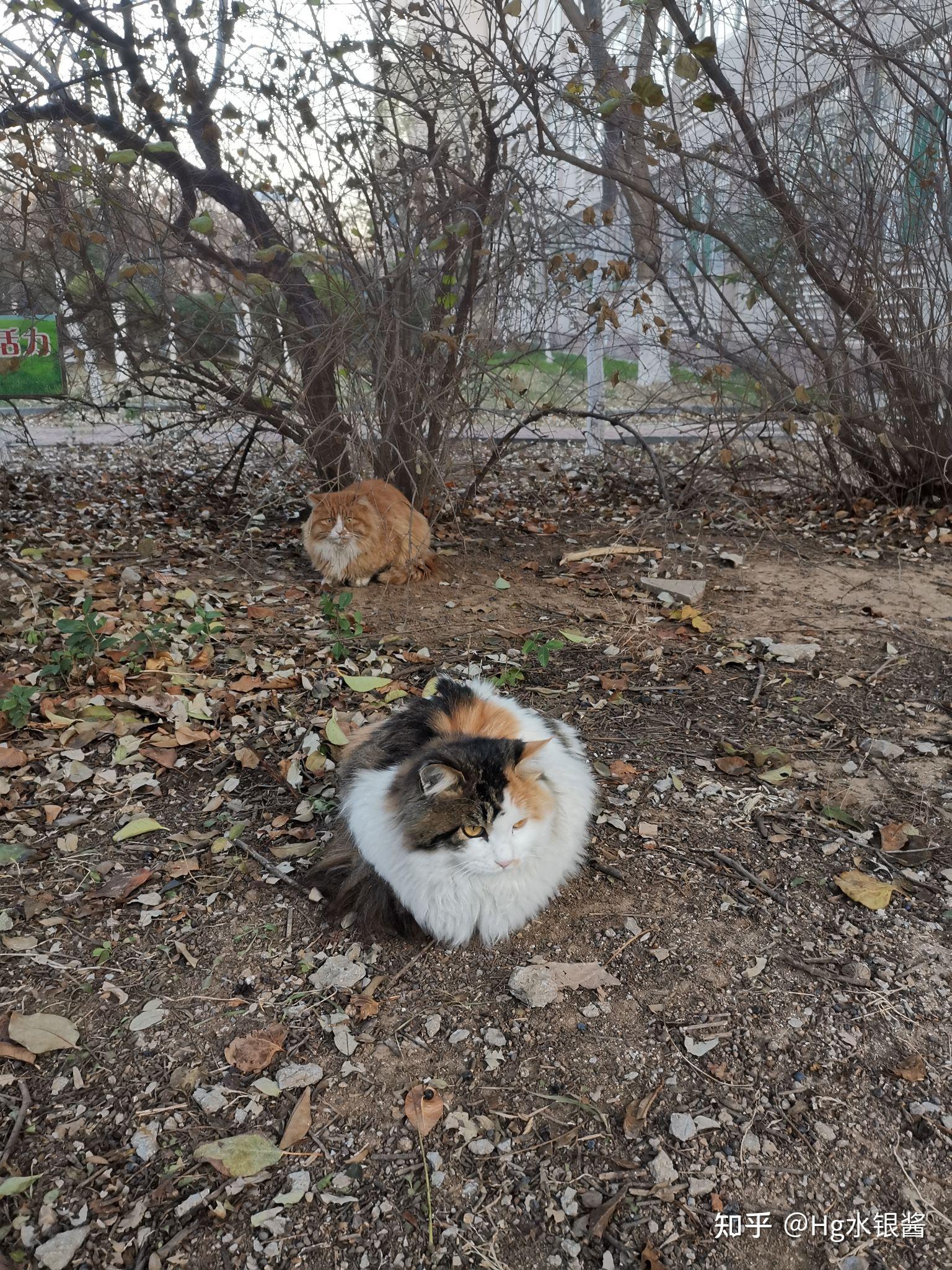 校园里的流浪猫们生活得怎么样?