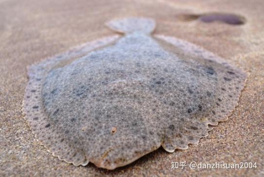 大菱鲆重点防治哪种细菌性疾病夏季细菌病增多做好准备