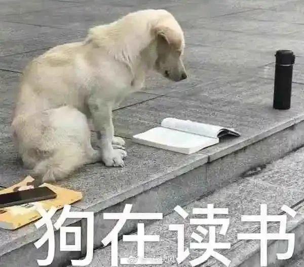 看书如何追到你表情包图片