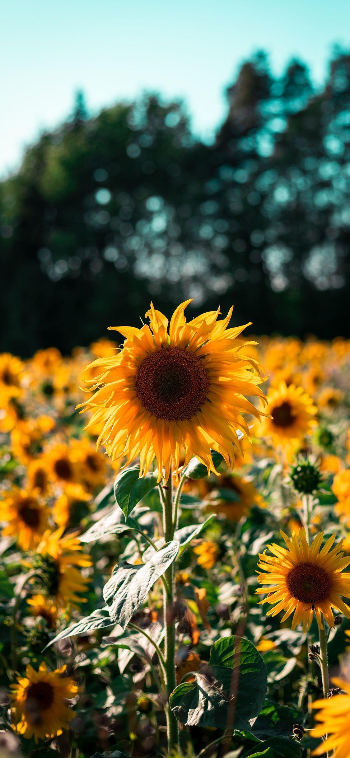 有没有都是向日葵的壁纸呢,让人看了心情超好的? - 知乎