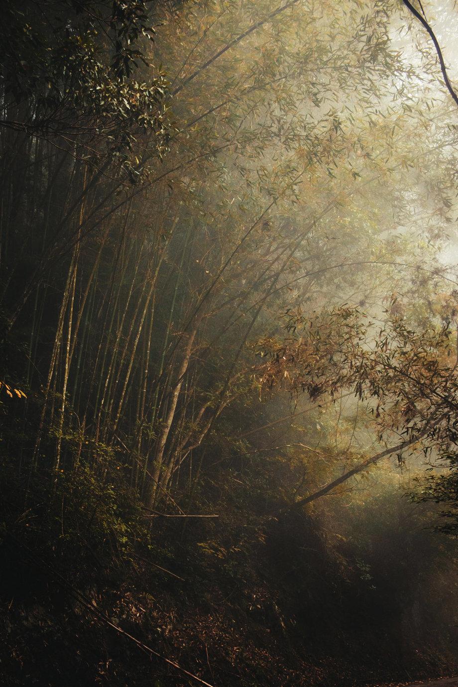 幽深的森林美到随便一张都可以做壁纸