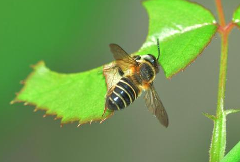 月季叶片杀手 切叶蜂 如何佛系对待 知乎