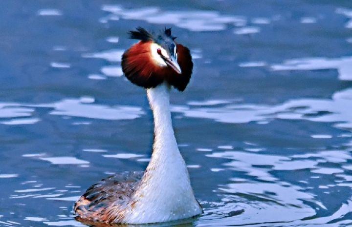 沧州闹市突降一只水驴子奇特发型引围观求偶时爱跳撞胸舞