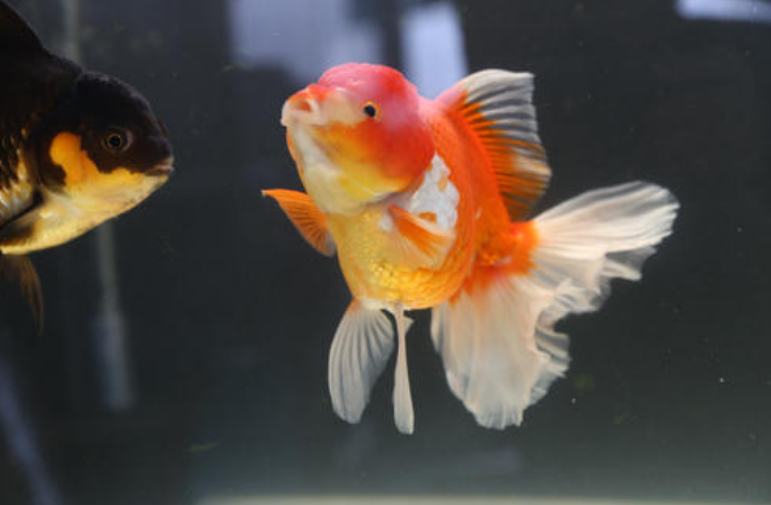 养好金鱼的核心只有这两个 如果你养不好金鱼 检查是否做到位 知乎 养好金鱼的核心只有这两个 如果你养不好金鱼 检查是否做到位 知乎