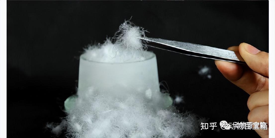 鹅绒是从惨叫声中拔下的?你穿的羽绒服中,是否有虐待动物的真相 - 知乎