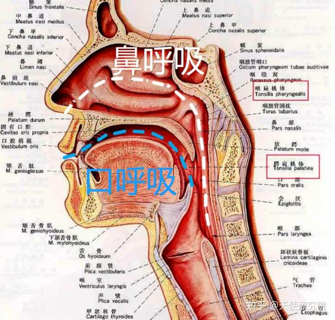 郑秀妍这段太蛊了吧!芒果台怎么能删了不播??!(郑秀妍签约英皇)