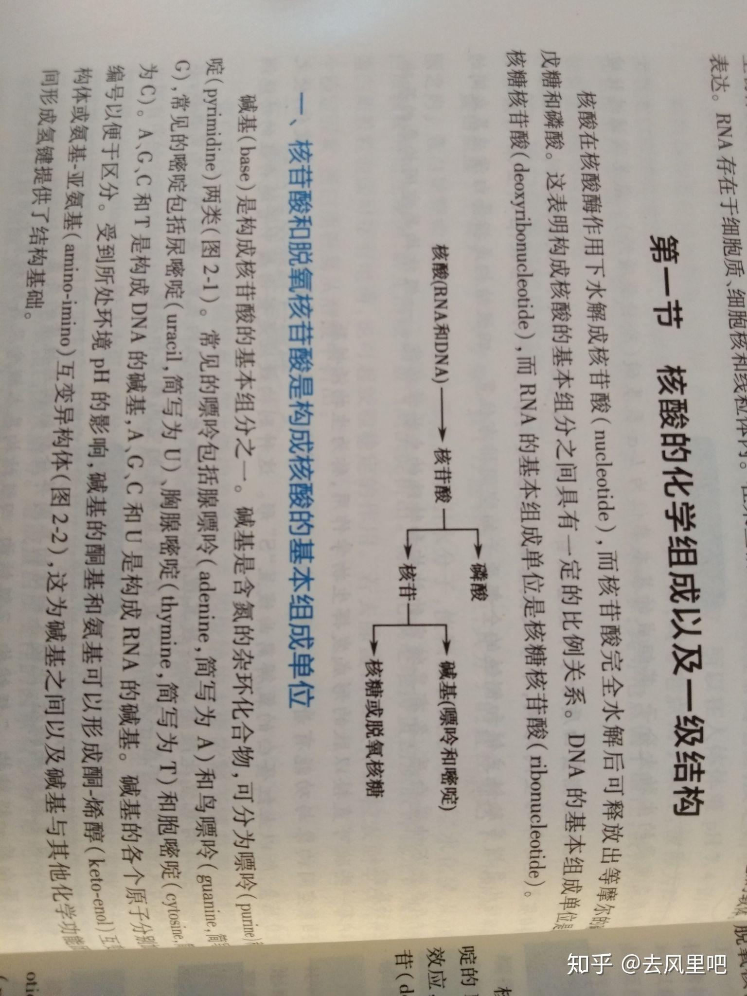 嘌呤(a)和鸟嘌呤(g),常见嘧啶包括尿嘧啶(u),胸腺嘧啶(t)和胞嘧啶(c)