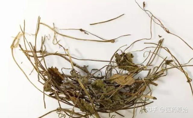 带你识别连钱草