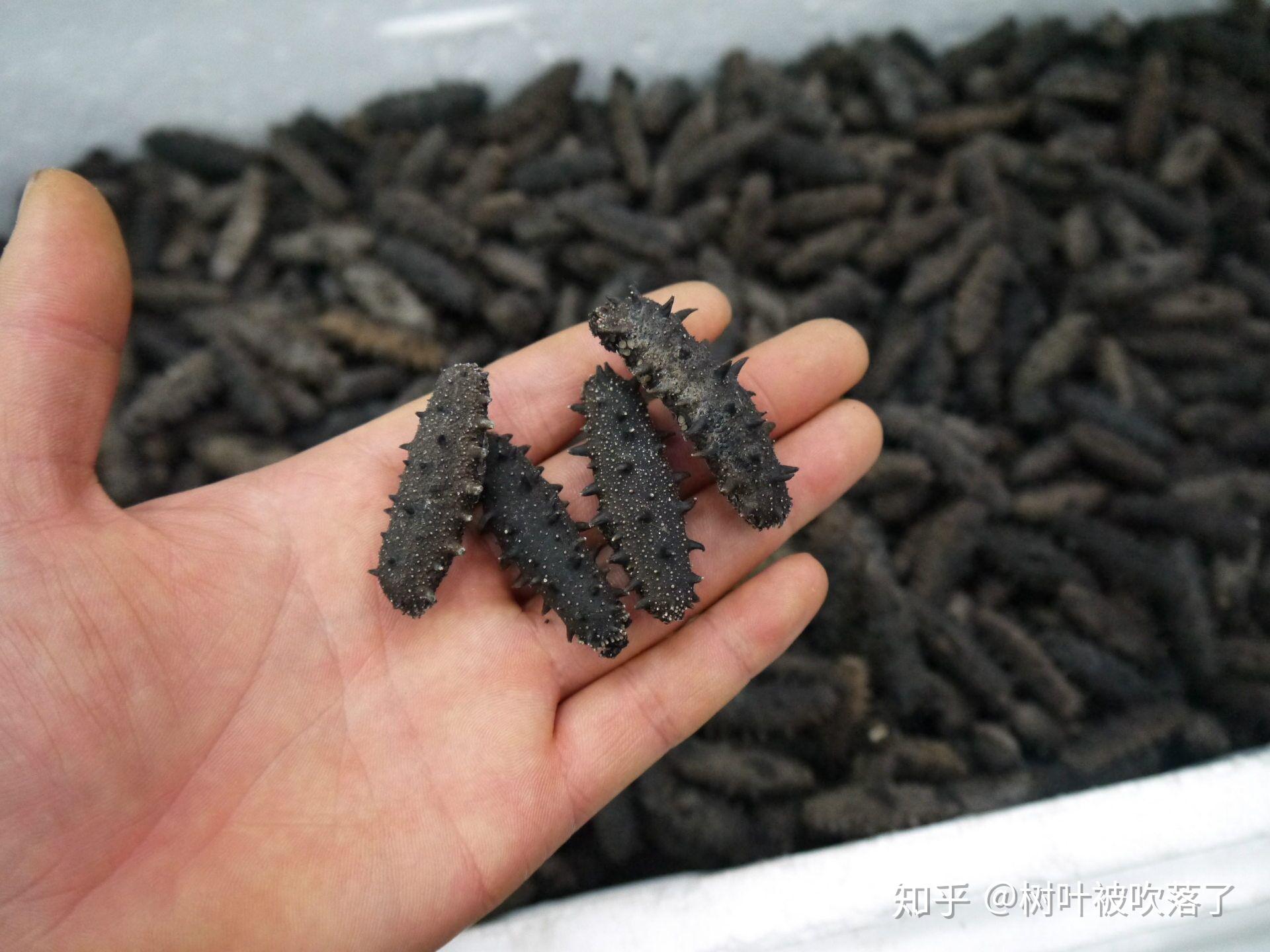 海参为什么会自溶