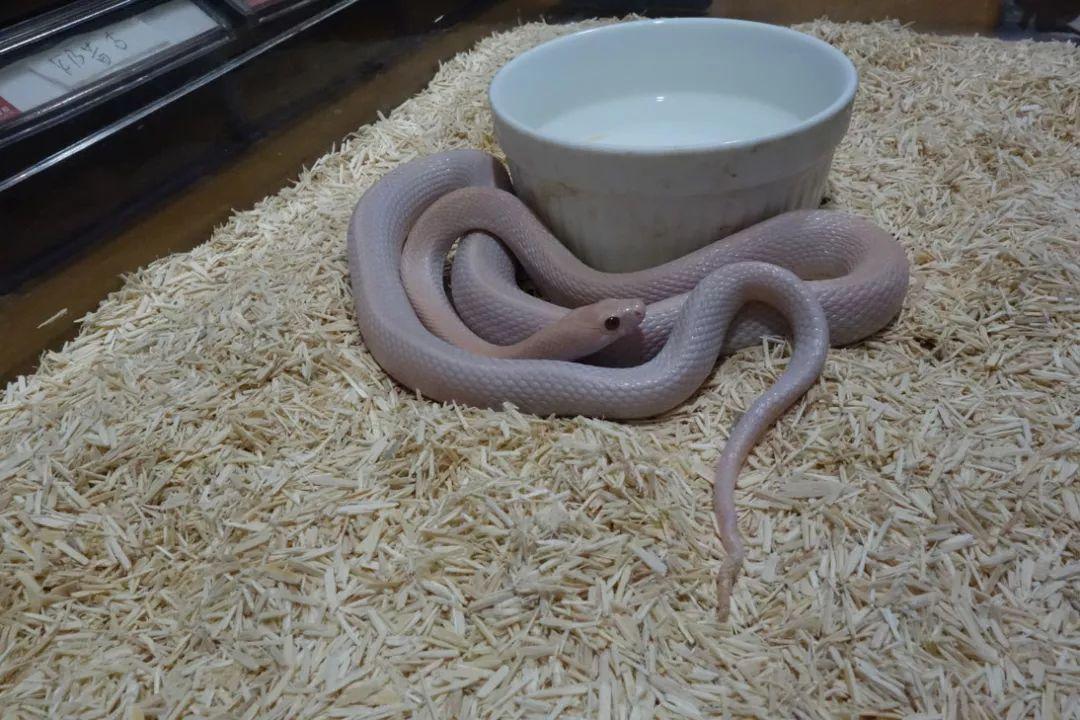 飼養玉米蛇是一種什麼體驗? - 知乎