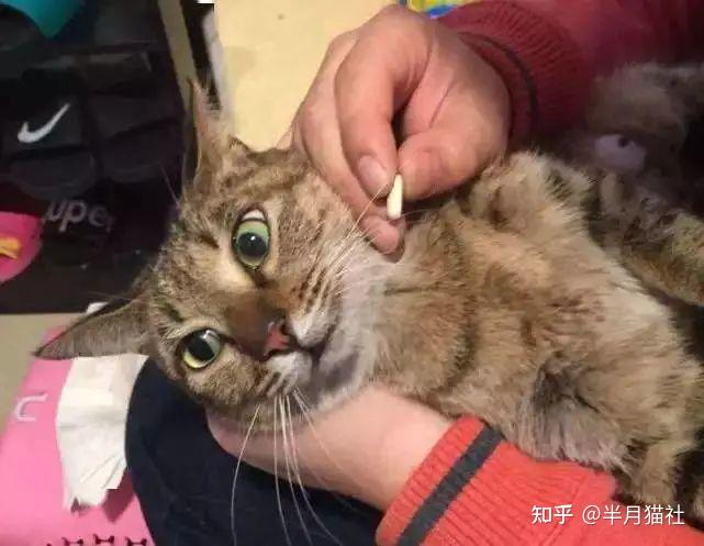 猫咪科普——人类感冒药能轻轻松松毒死猫！这个事千万别干！！ - 知乎