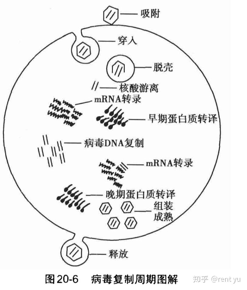 病毒复制过程图片