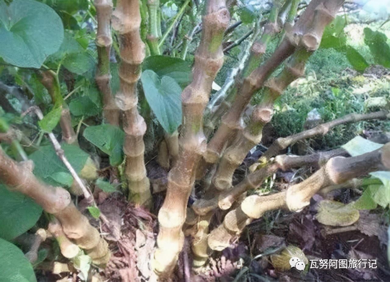 探秘：神奇的饮品卡瓦 - 知乎