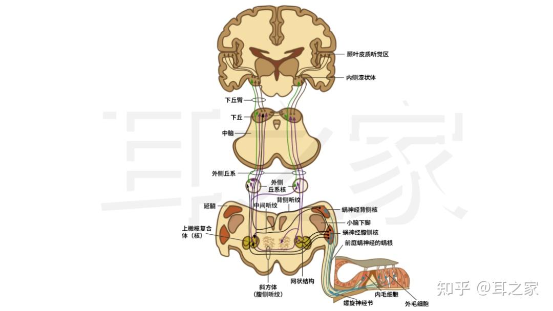 老话题新谈,为啥戴了助听器还是听不清楚? - 知乎