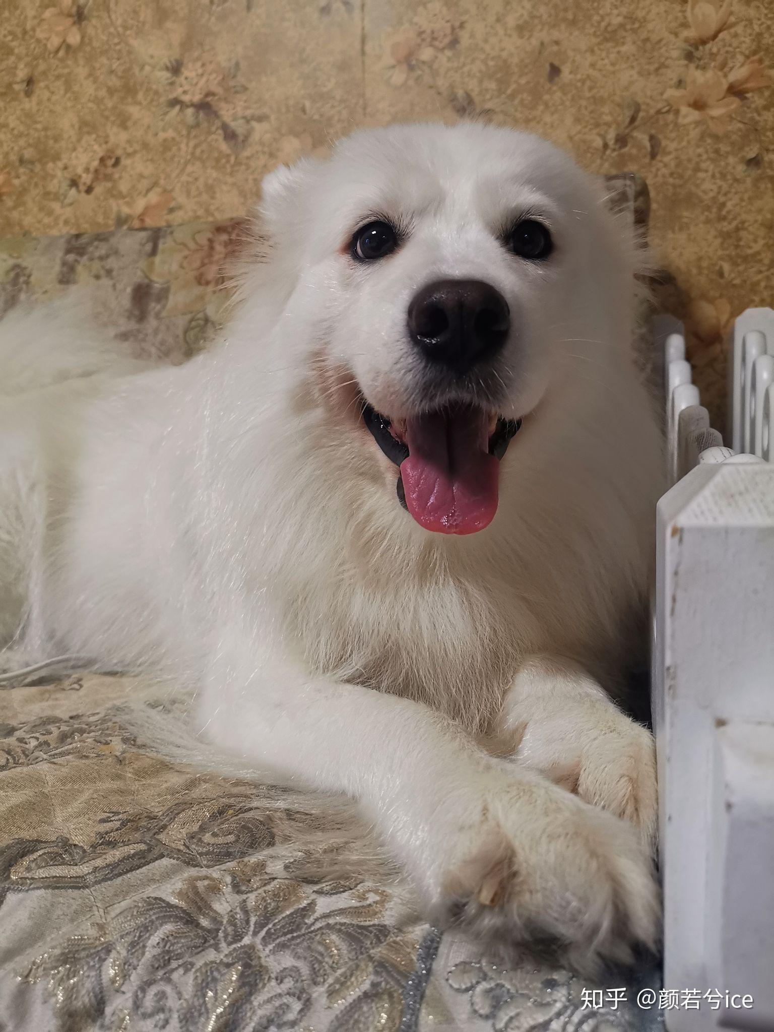 有哪些狗狗小奶狗时期和长大后的对比照片值得分享? - 知乎