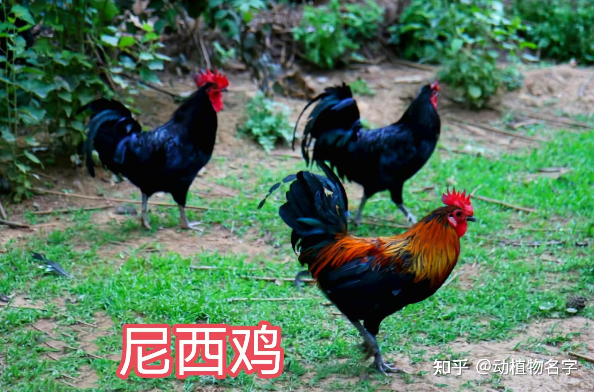 98图带你走进家鸡的世界,家鸡大全第二篇 - 知乎