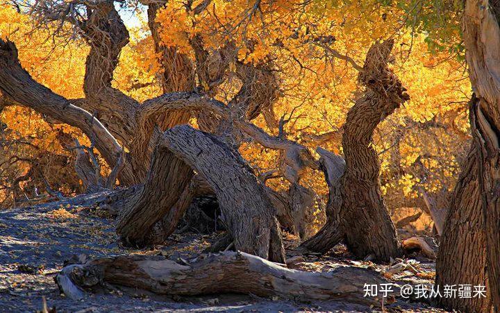 胡杨木雕｜胡杨生命的另一种延续 - 知乎
