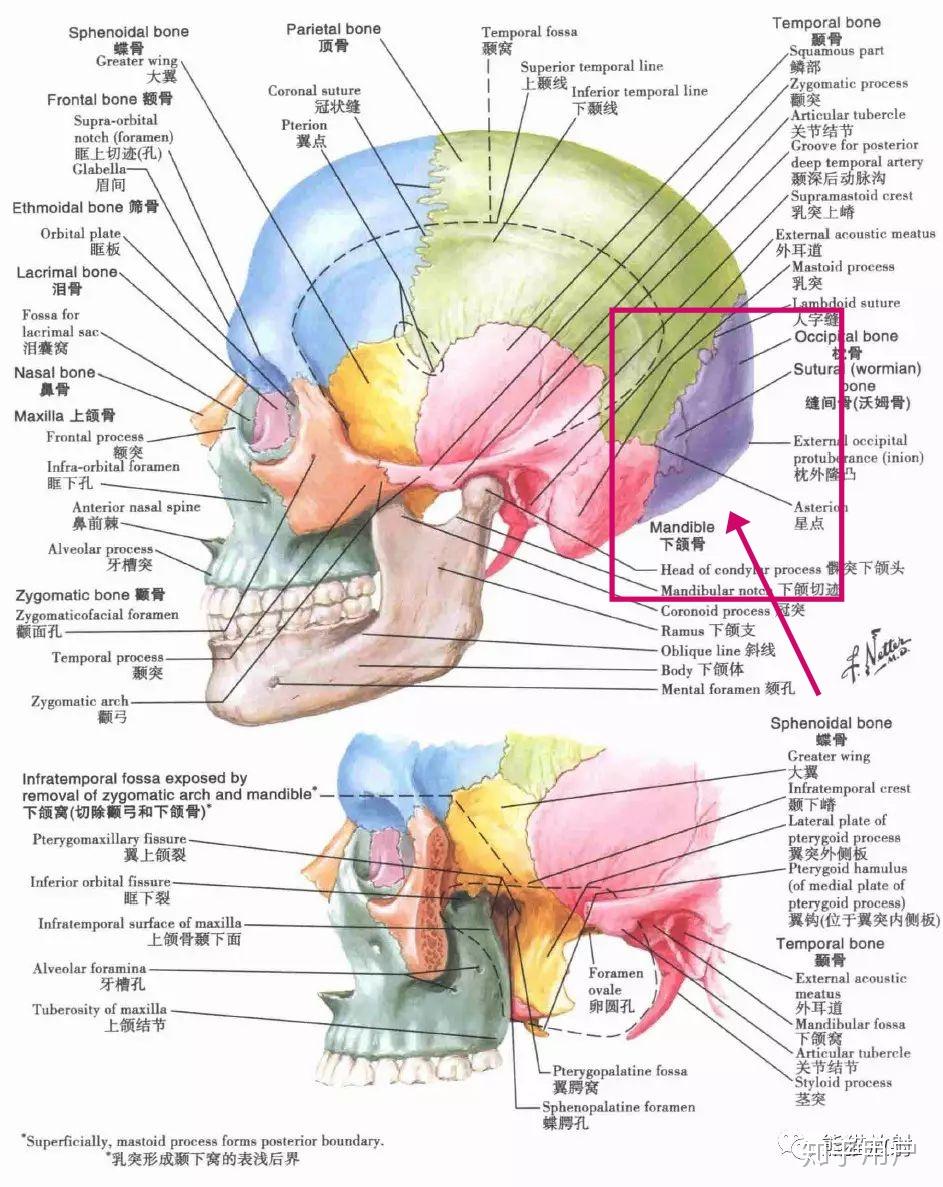 后脑勺的结构图图片