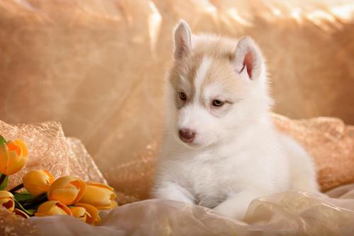 幼犬几个月可以喂肉 v2-857f8287d66cdcd663d681bca333c170_1440w.jpg?source=172ae18b