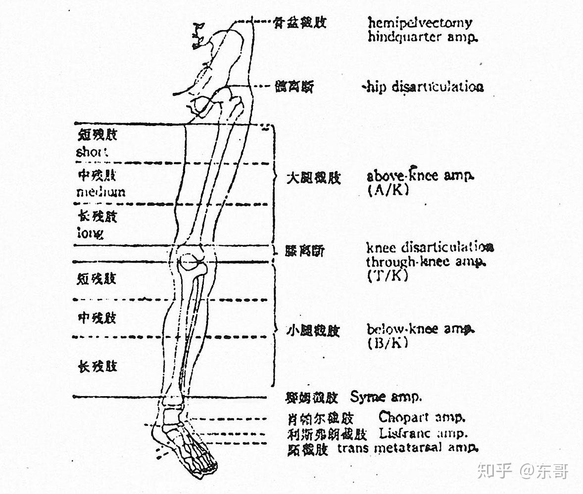 (下肢篇) - 知乎