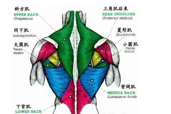 如果没有斜方肌,人体会变成什么样子?