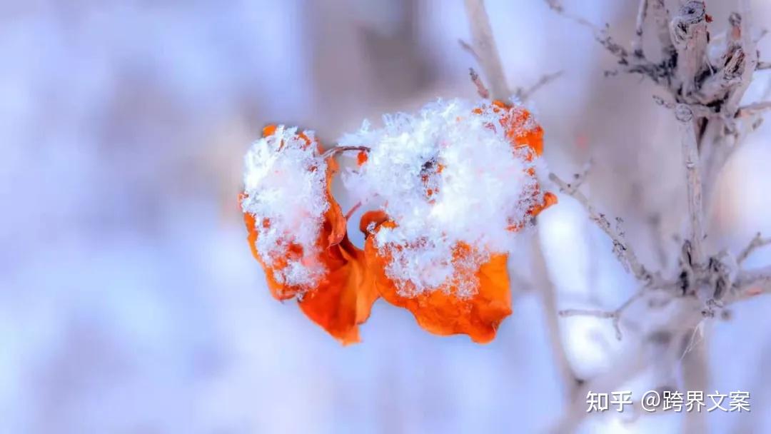 小雪，天地初寒！有哪些发圈的暖心文案 - 知乎