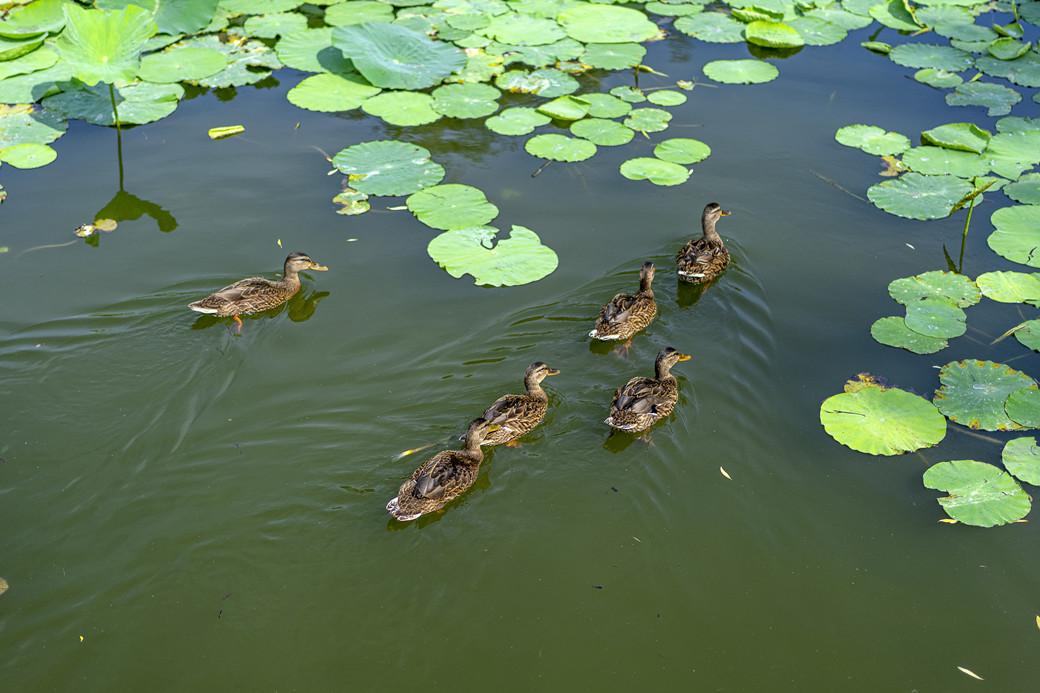 洪湖特产洪湖野鸭