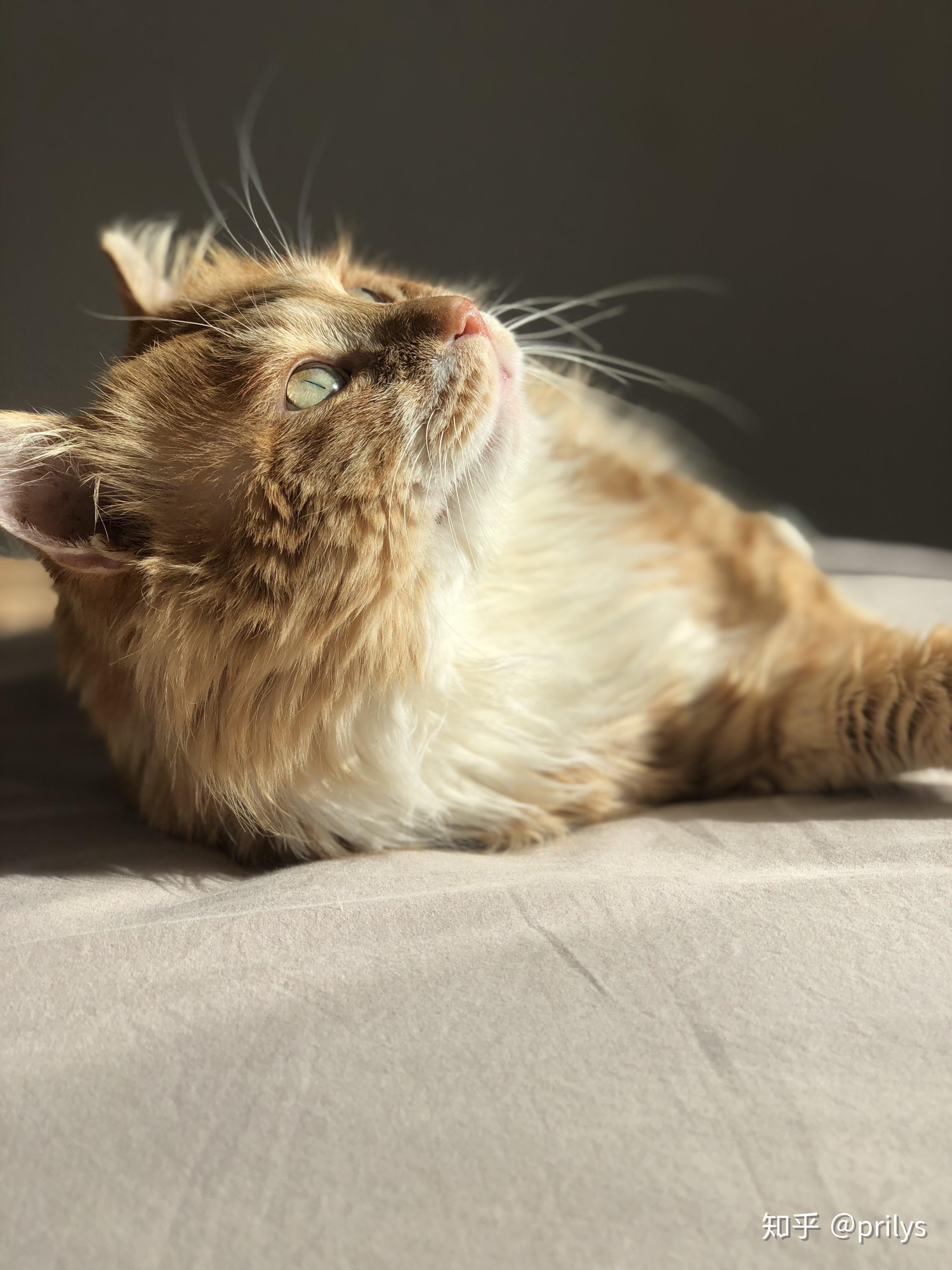 可以给我看看你们的橘猫吗