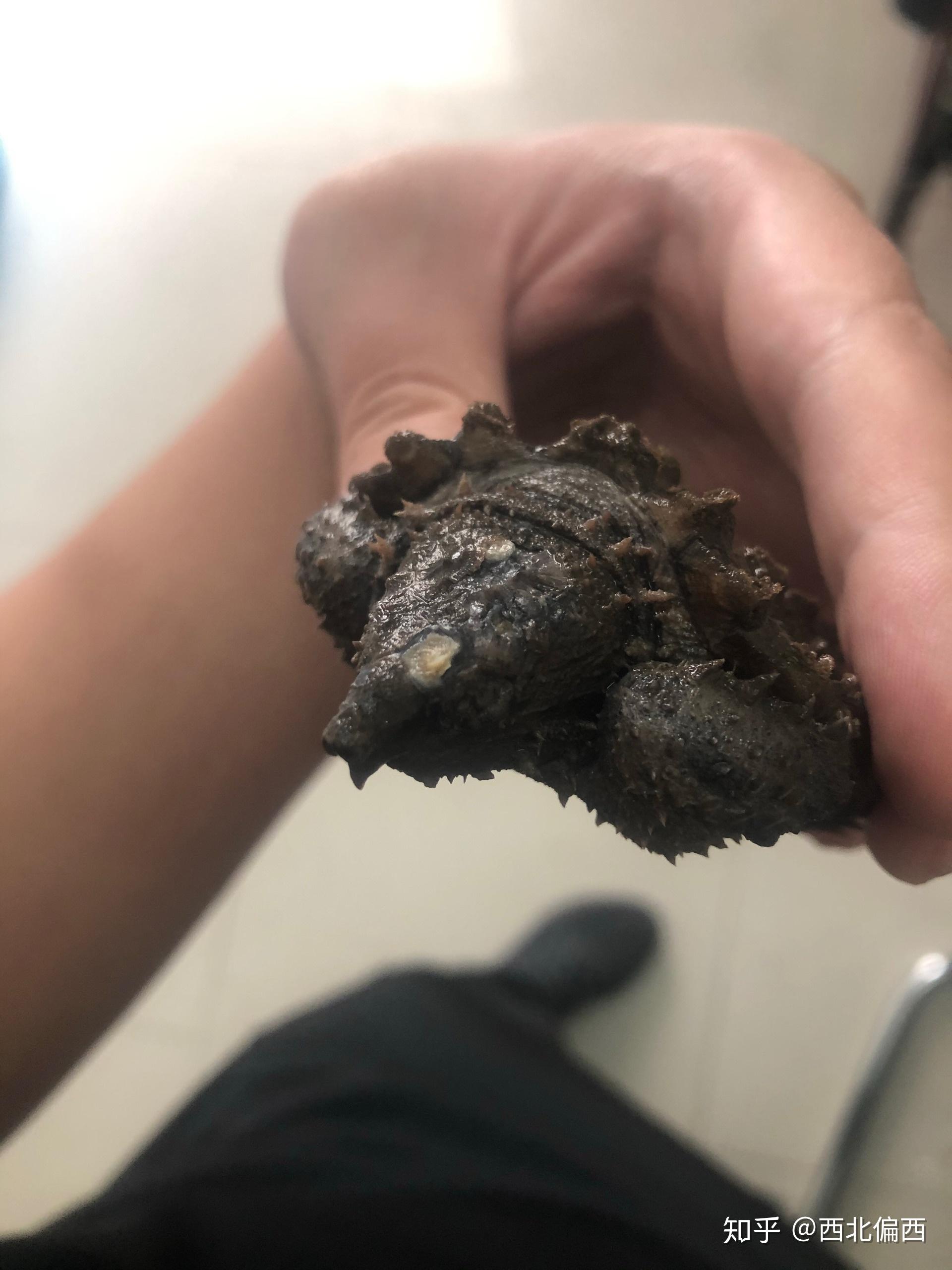 大鳄龟疥疮旁边白的挑不出来是骨头吗