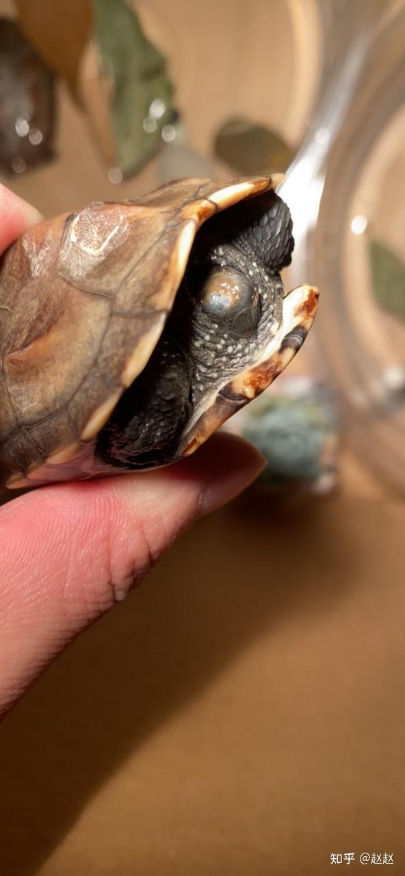 乌龟烂头乌龟头部腐烂? - 知乎