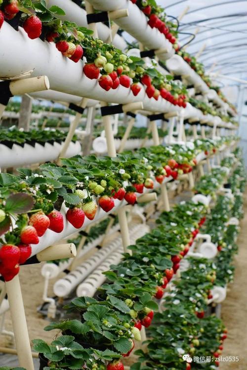 温室草莓如何进行无土栽培